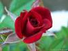 Rose_rouge_en_bouton1024